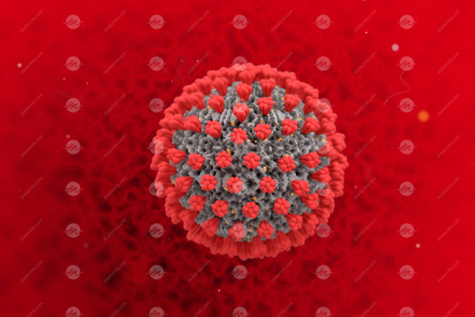 Corona Virus